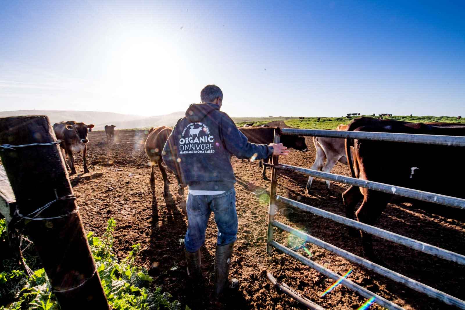 Organic dairy woes show system 'vulnerabilities'