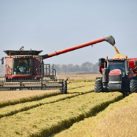 Alternate wetting, drying in rice helps cut methane