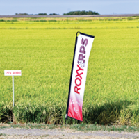 Herbicide-tolerant rice, new short grain pass tests