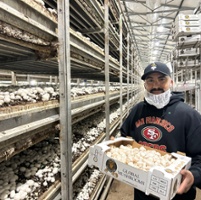 'Shroom boom' keeps demand of the fungi constant