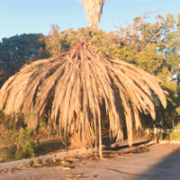 Destructive beetle kills palms, threatens date farms