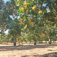 Researchers advise on treatments for nut pest threats