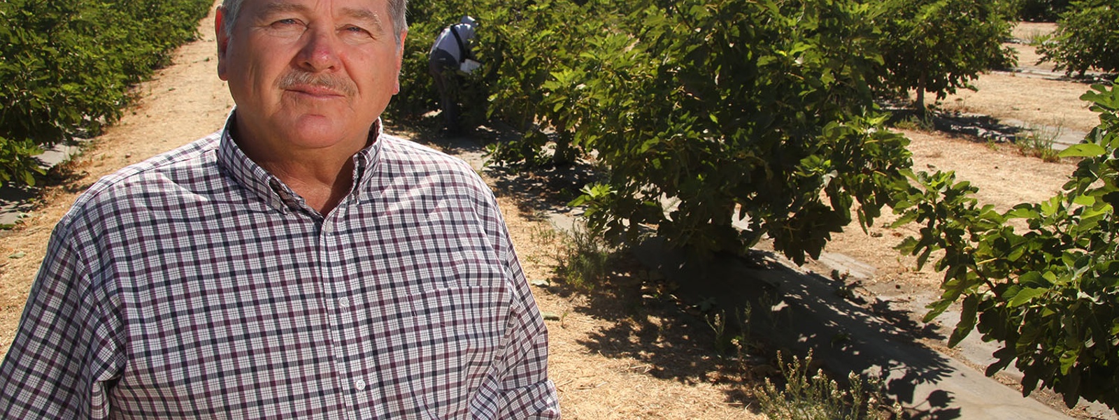 From the Fields: Steve Schafer, Madera County farmer