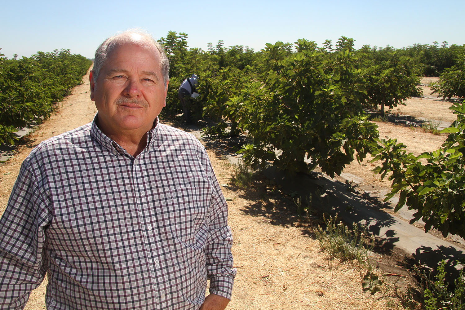 From the Fields: Steve Schafer, Madera County farmer