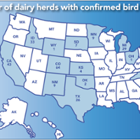 How bird flu spreads among dairy cows remains mystery
