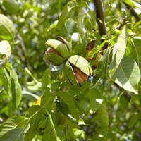 What is the best strategy to manage Botryosphaeria?