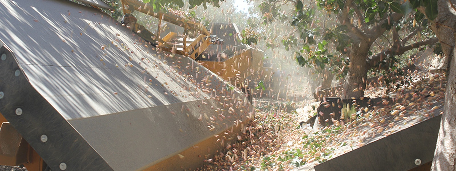 Ingredient market increases demand for pistachios