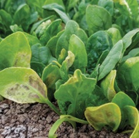 Drip irrigation can reduce mildew threat for lettuce