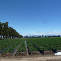 Remedies sought for new strawberry disease strain