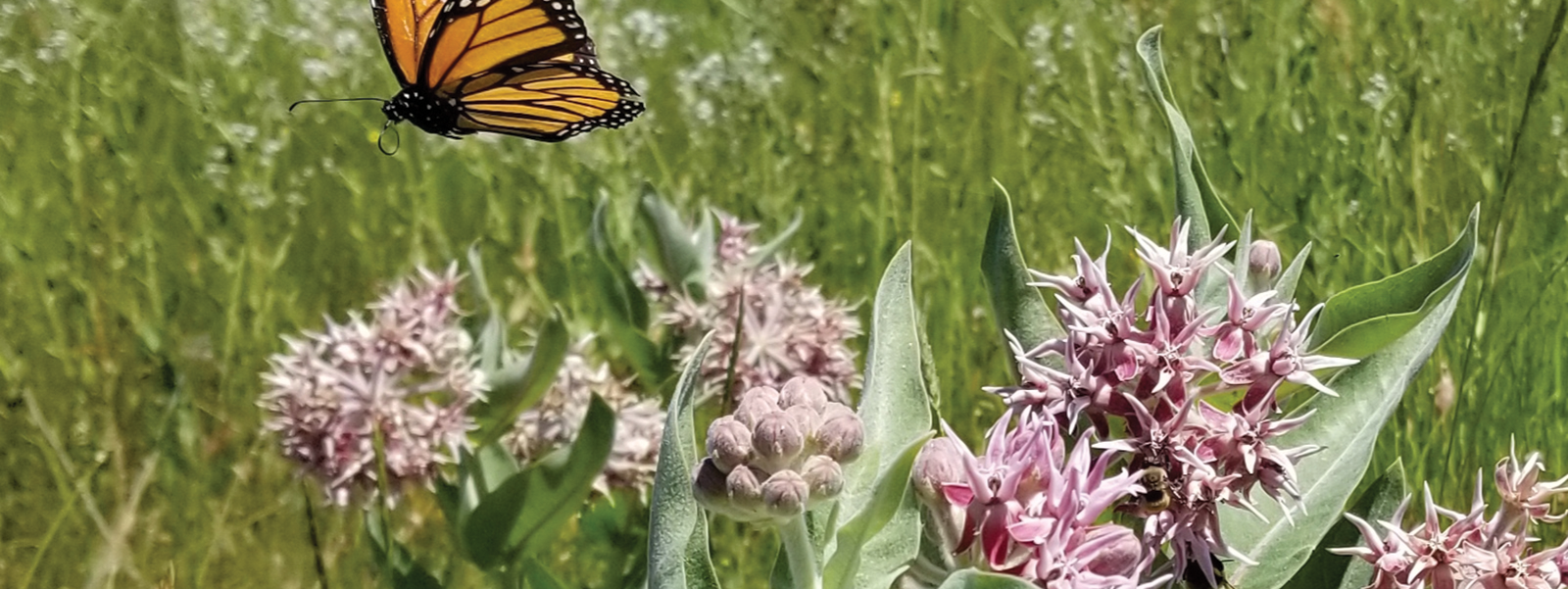 Federal officials weigh ESA listing for monarch butterfly