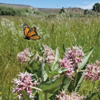 Federal officials weigh ESA listing for monarch butterfly