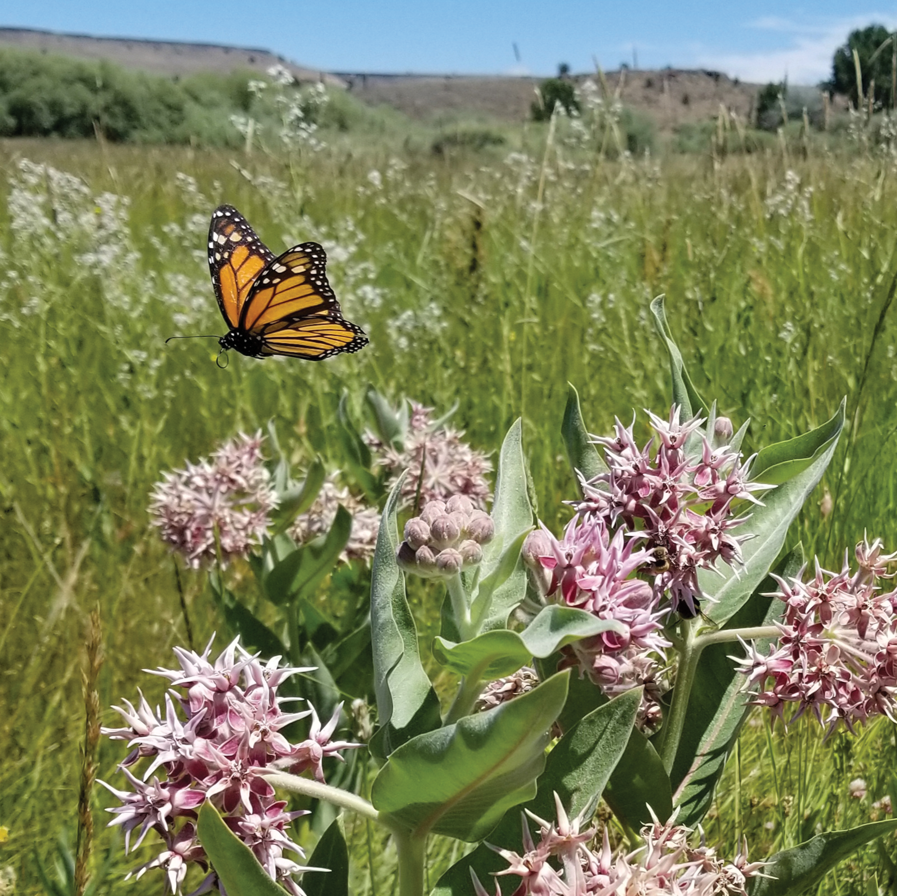 Federal officials weigh ESA listing for monarch butterfly