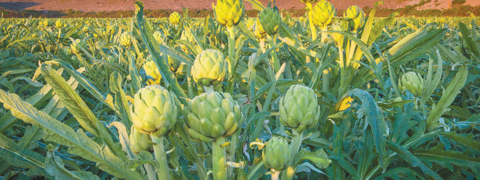Artichoke farmers use genetics to improve quality
