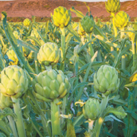 Artichoke farmers use genetics to improve quality