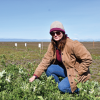Cover cropping on rice fields remains a challenge