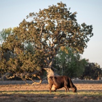 Sonoma County farmers celebrate Measure J defeat