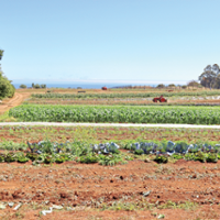 UC researchers look at soil, no-till for organic crops