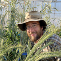 New triticale study to target flavorful varieties for bread