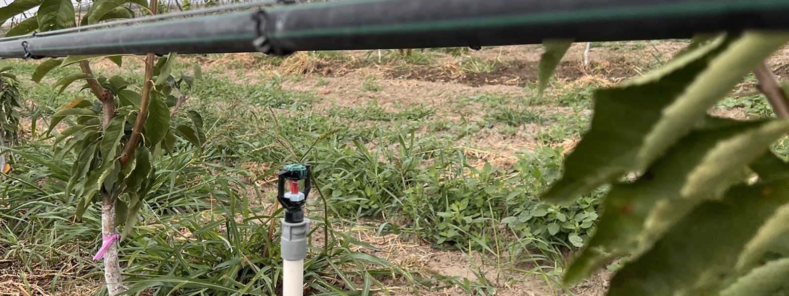 Rain Bird: Irrigation strategies protect crops from harsh cold snaps