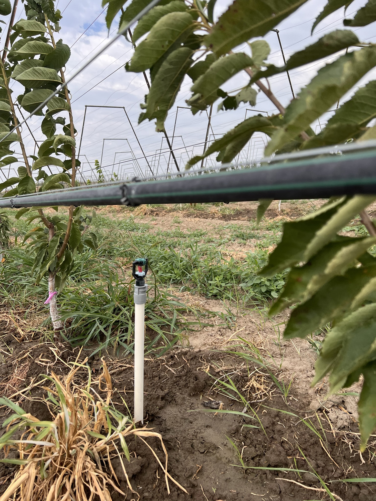 Rain Bird: Irrigation strategies protect crops from harsh cold snaps