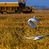 Despite more water, most field crop plantings to drop