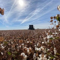 Short supplies could hold up pima prices