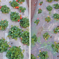 Organic strawberries benefit from soil treatment