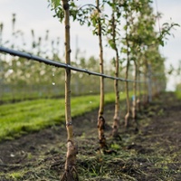 Free workshops available on young orchard management