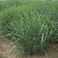 Switchgrass gets attention as feedstock and forage crop