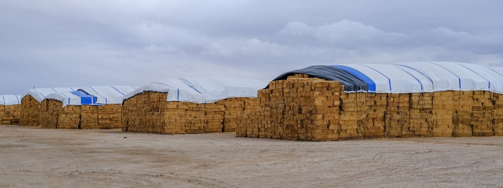 Imperial Valley goes dry as farmers act to protect river