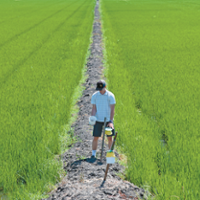 Moths targeted to keep armyworms from rice fields