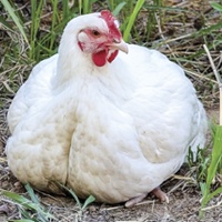Poultry prodigy: 4-H'er turns a handful of  chicks into a thriving business