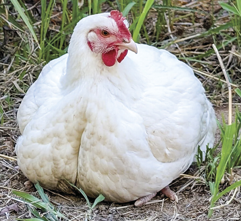 Poultry prodigy: 4-H'er turns a handful of chicks into a thriving business