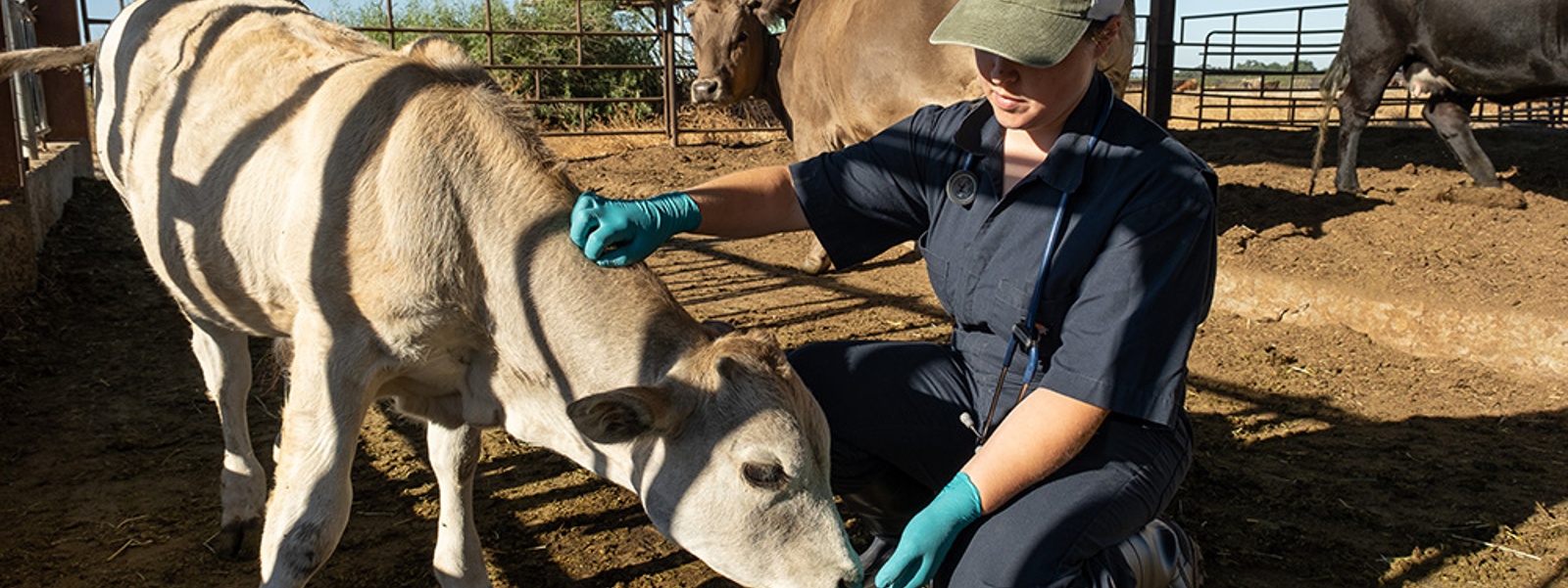 Feedback needed to assess state veterinary shortage&nbsp;