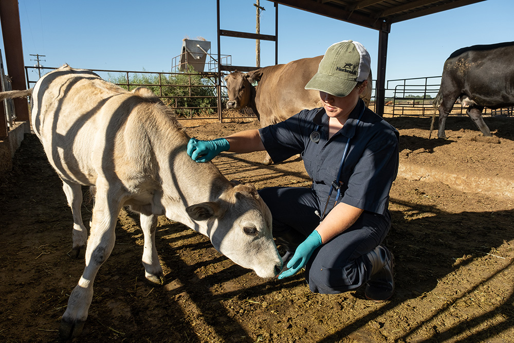 Feedback needed to assess state veterinary shortage