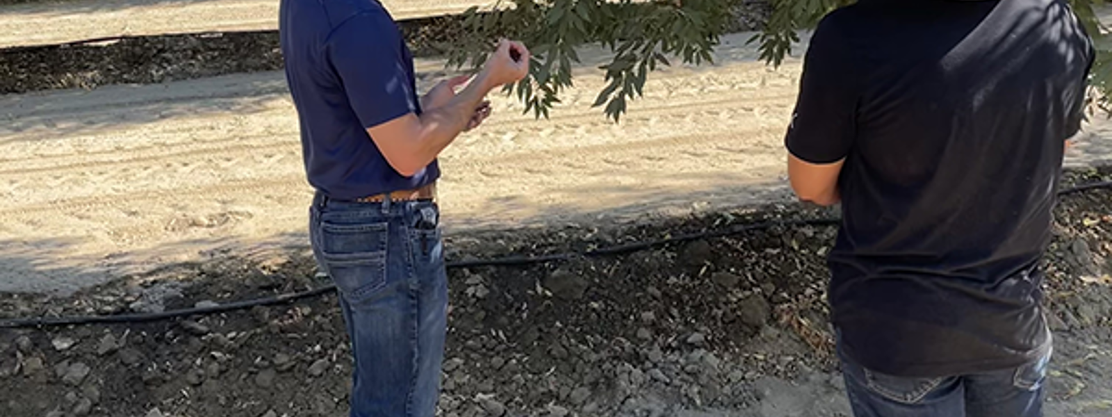 CCAs can help farms maximize their water for crops