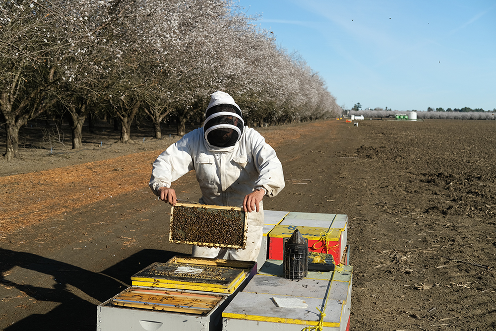 Beekeepers assess this year's colony health