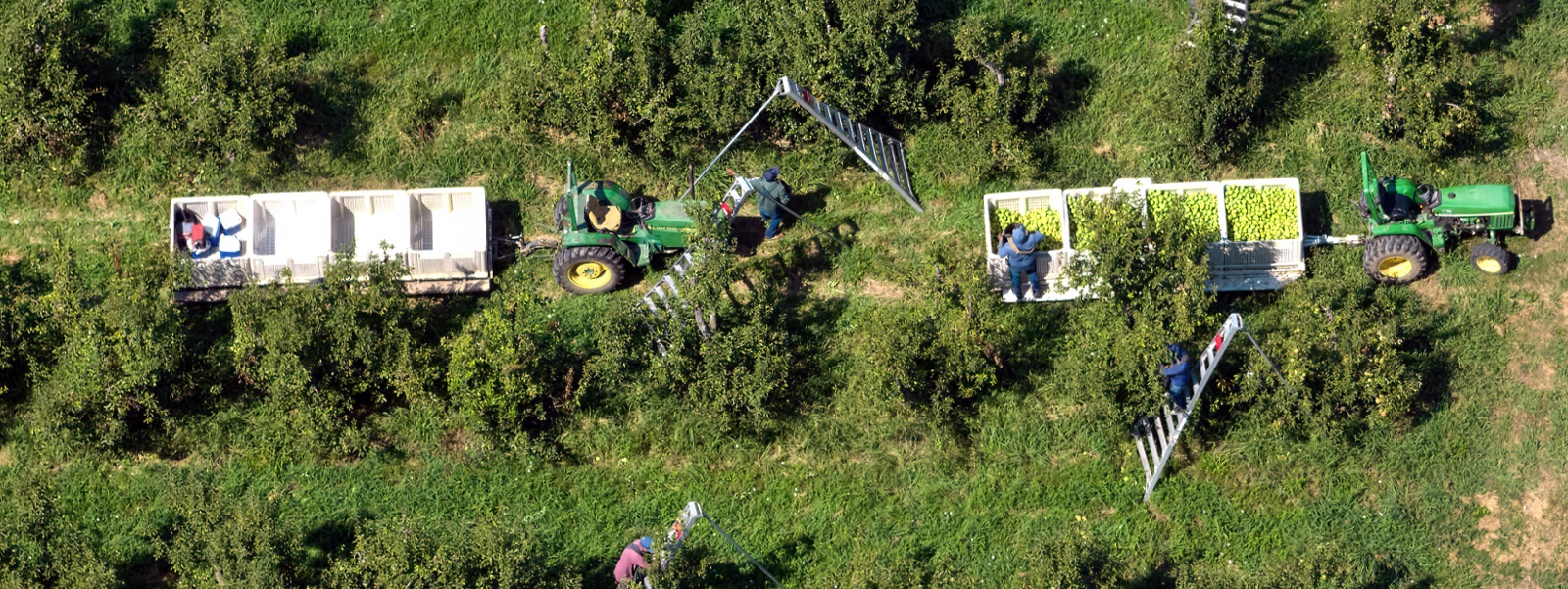 Researcher: Overtime law costing farmworkers $100 per week