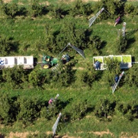 Researcher: Overtime law costing farmworkers $100 per week