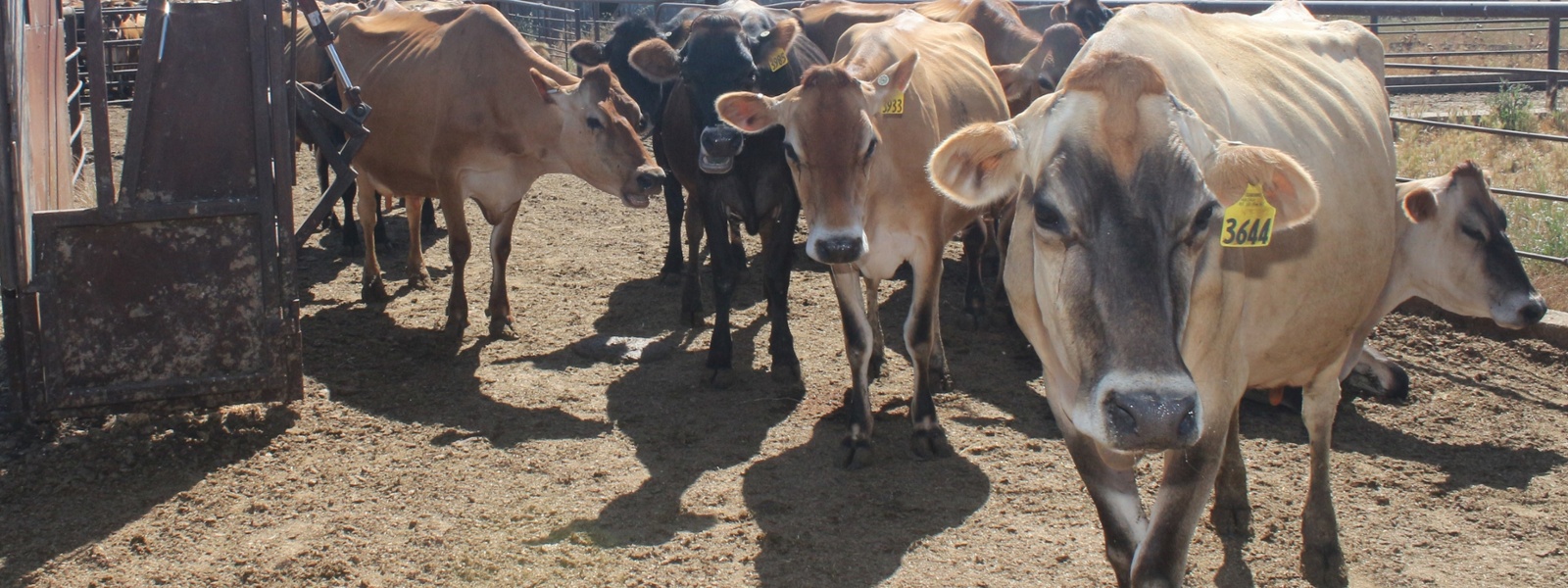 Dairy cow testing aimed at slowing bird flu outbreak