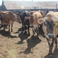 Dairy cow testing aimed at slowing bird flu outbreak