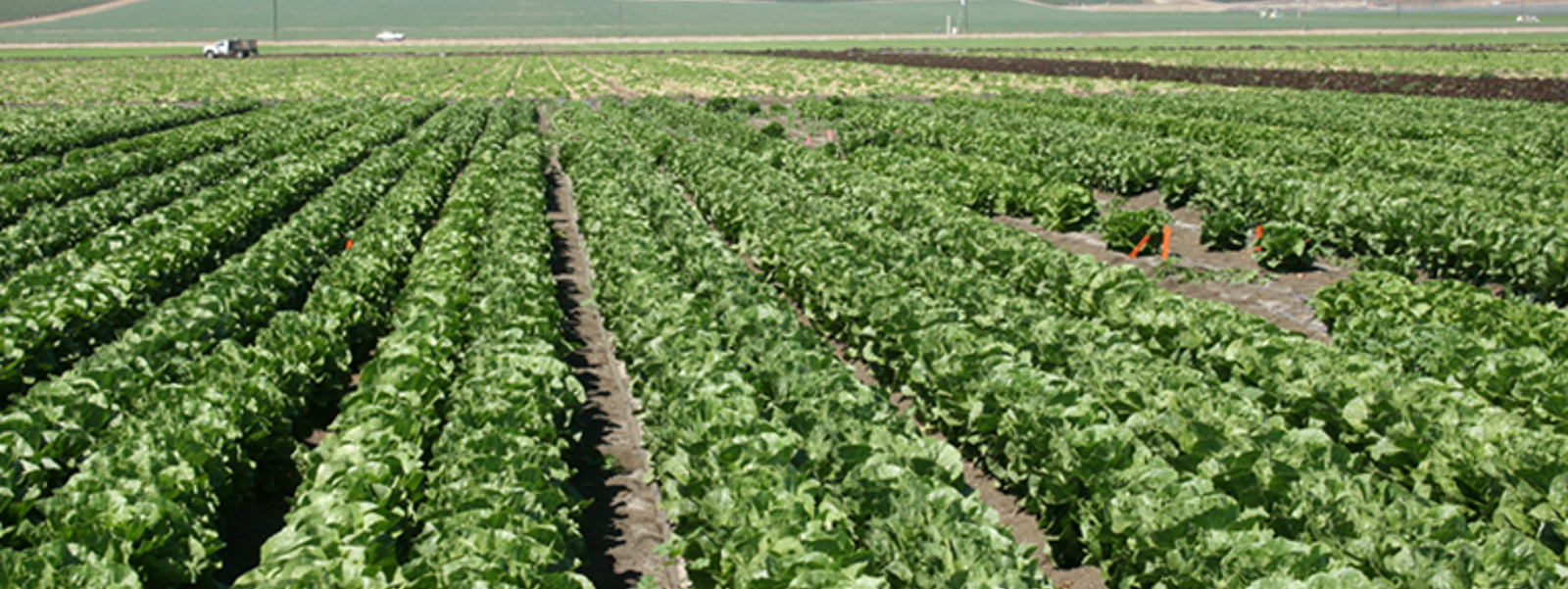 Fusarium wilt-resistant lettuce aim of breeding trial