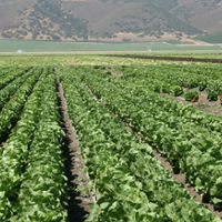 Fusarium wilt-resistant lettuce aim of breeding trial