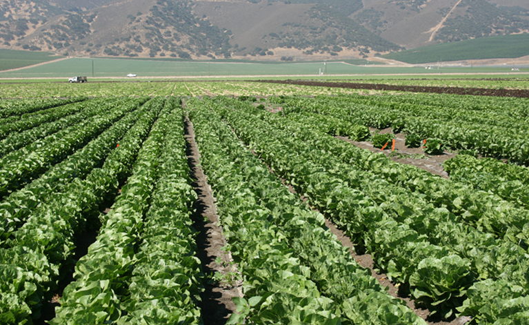 Fusarium wilt-resistant lettuce aim of breeding trial