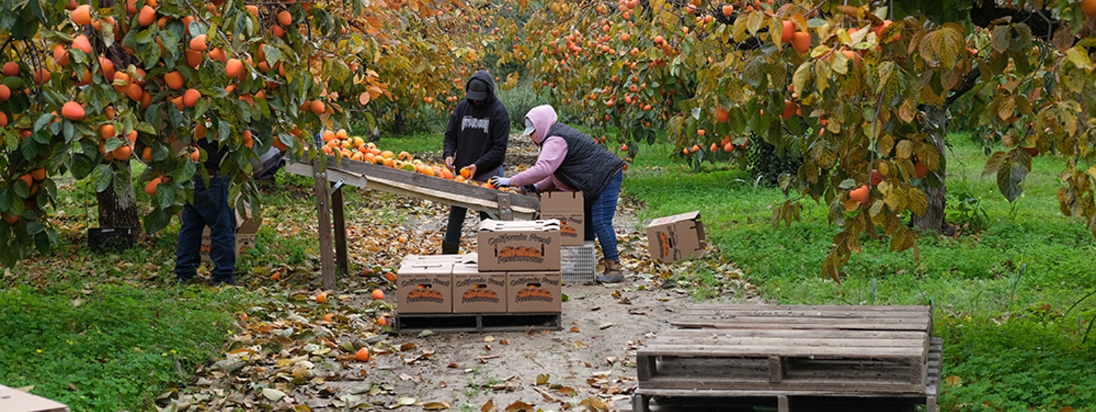 Autumn rains hasten persimmon harvest