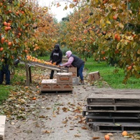 Autumn rains hasten persimmon harvest