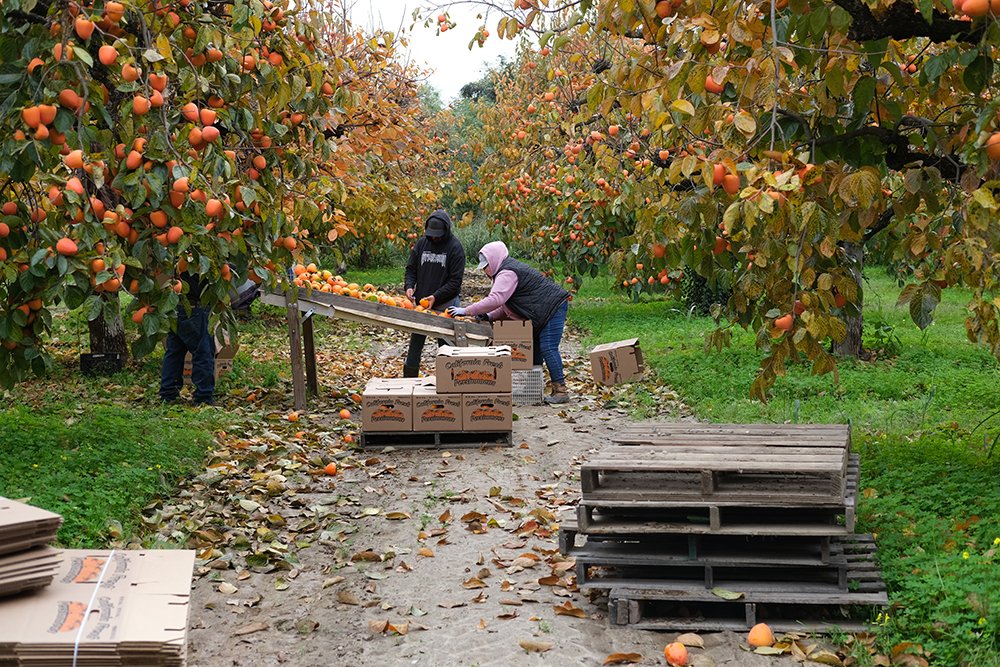 Autumn rains hasten persimmon harvest