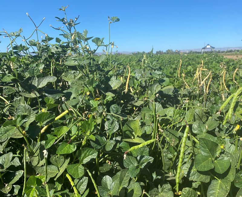 Breeders work to create better beans for California