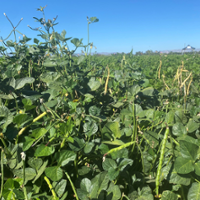 Breeders work to create better beans for California