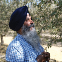 Farms face ruin as groundwater  law takes its toll